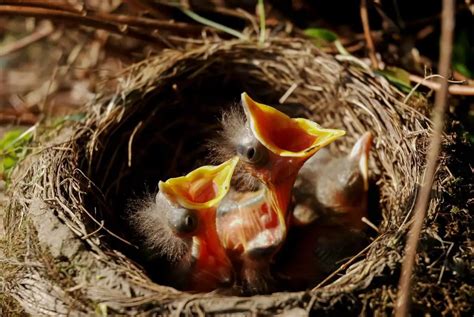 3 Tipos De Nidos Para Aves Domésticas Tutoriales Mascotas Cuidados