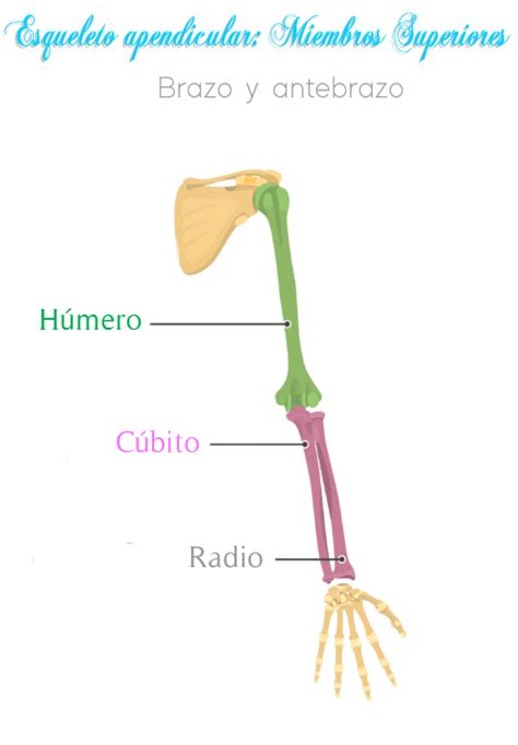 El Esqueleto Apendicular Est Unido Al Esqueleto Axial Consta De