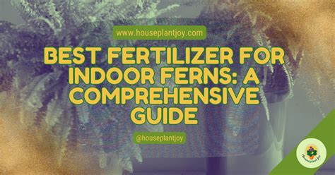 Best Fertilizer For Indoor Ferns A Comprehensive Guide Houseplantjoy