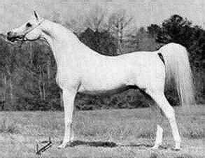 Ansata Halim Shah in 2024 | Beautiful arabian horses, Arabian horse ...