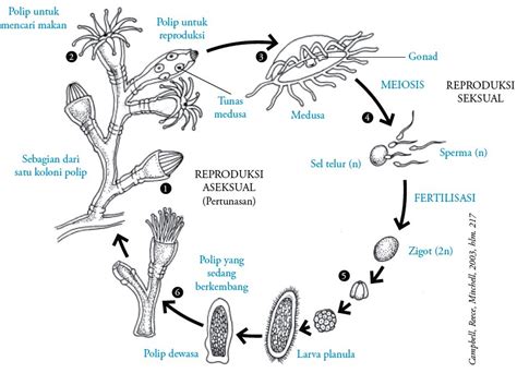 Filum Cnidaria Coelenterata Pengertian Ciri Ciri Klasifikasi