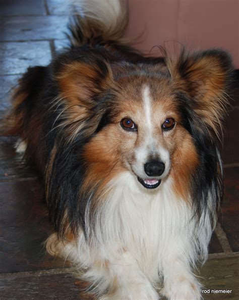 Sheltie Papillon Mix