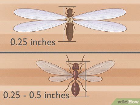 Flying Ants Vs Termites 11 Important Differences