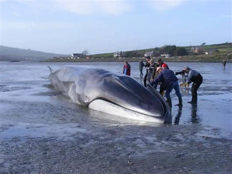 3 Biggest Whales In the World [2025 ] - 10Largest