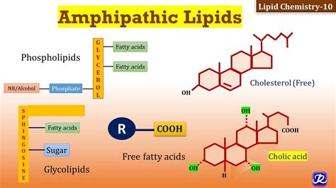 Amphipathic Lipids Lipid Chemistry Biochemistry N Joy