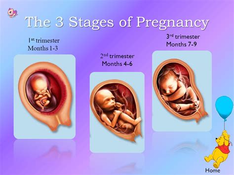 Stages Of Pregnancy Trimesters