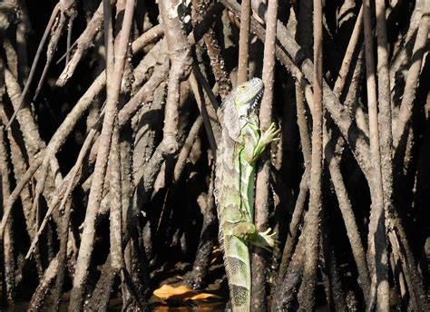 Mangrove forest tour, Juan Venado island - Maribios Tours - Tour operadora en Nicaragua