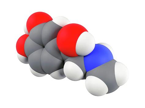 Adrenaline Hormone Molecule By Indigo Molecular Imagesscience Photo