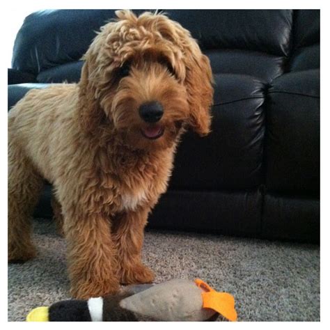 11 5 Months Old High Quality Goldendoodle Dog Puppy For Sale Or