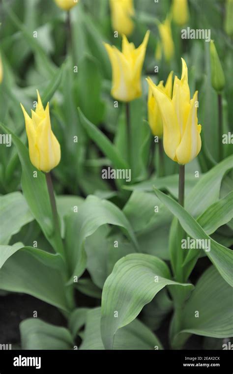 Yellow Lily Flowered Tulips Tulipa Florijn Chic Bloom In A Garden In