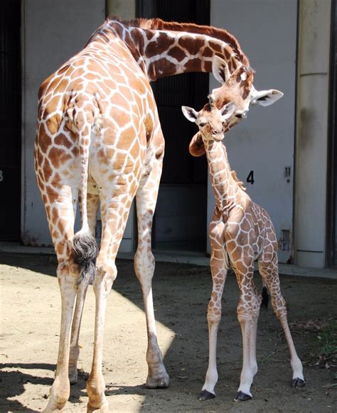 すくすく成長中 金沢動物園で キリンの赤ちゃん 社会 カナロコ By 神奈川新聞