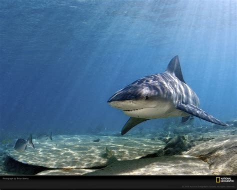 Live Shark Wallpaper Free - WallpaperSafari