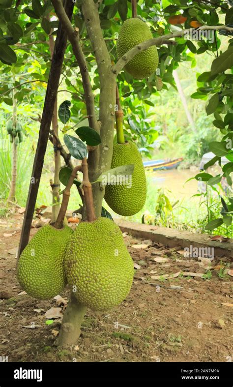 Green Jackfruits Artocarpus Heterophyllus On The Tree At A Plantation