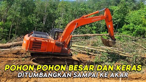 Pohon Karet Jumbo Menjadi Rata Dengan Tanah Proses Land Clearing