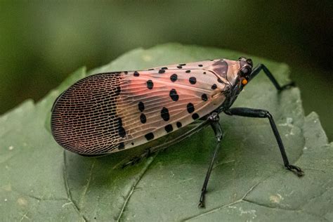 Identifying And Controlling Spotted Lanternfly