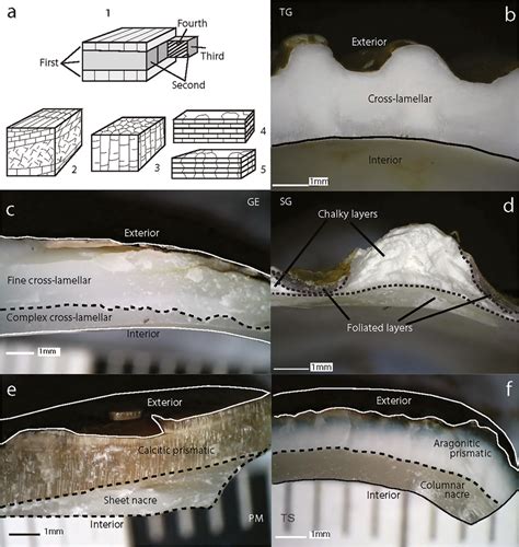 Microstructure Of Different Shell Species A 5 Types Of Download