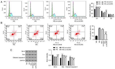 Silencing Of ALOX5 Promotes Cell Cycle Progression And Suppresses Cell