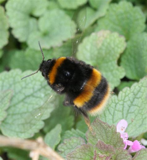 Buff-tailed Bumblebee | NatureSpot