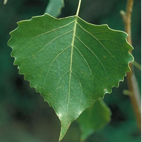 13 Cottonwood - Sally Manzara Interpretive Nature Center