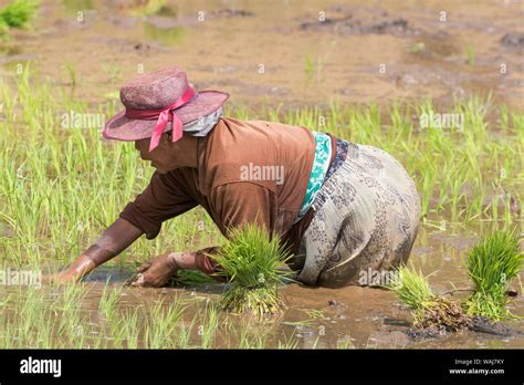 Africa Madagascar Near Antananarivo Woman Working In Muddy Rice