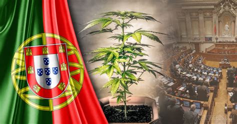 Legal Status Of Cannabis In Portugal An Overview