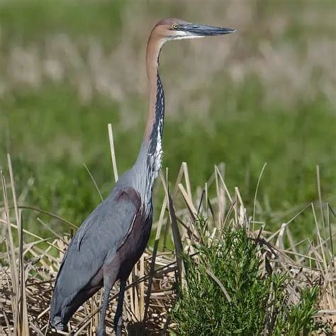 Herons vs. Egrets - What's the Difference? - Pond Informer