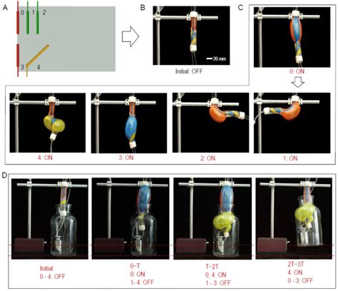 Maipams With Cascaded Multiple Mode Actuations A Schematic Of The 2d Download Scientific