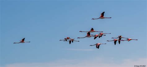 Vol De Flamants Roses Flight Of Pink Flamingos Flickr