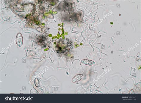 88,355 Bacteria on water Images, Stock Photos & Vectors | Shutterstock