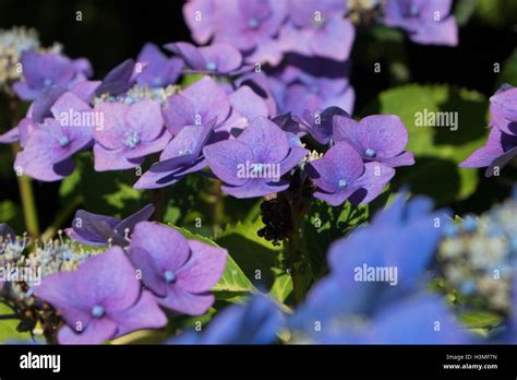 Purple blue Hydrangea Stock Photo - Alamy