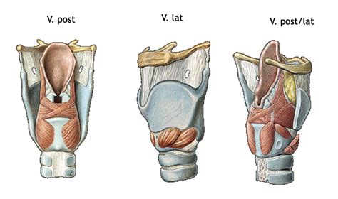 Diagram Muscles Du Larynx Quizlet