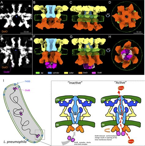 Dotb Induced Conformational Change Opens The Type Iv Secretion Channel