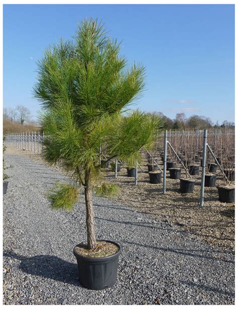 Topiaire Plante Taill E Pinus Pinaster Pin Maritime