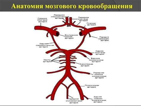 Острое нарушение мозгового кровообращения - презентация онлайн