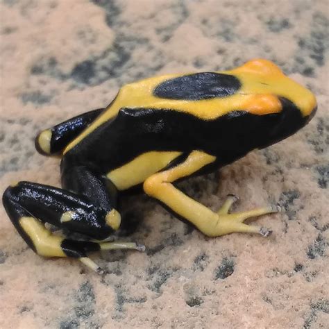 Cb Dyeing Poison Arrow Frog Dendrobates Tinctorius Just Marine