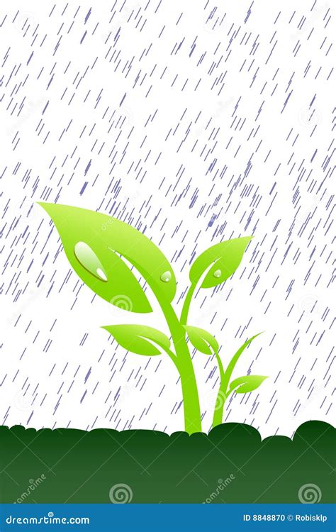 Planta na chuva ilustração do vetor Ilustração de orvalho 8848870