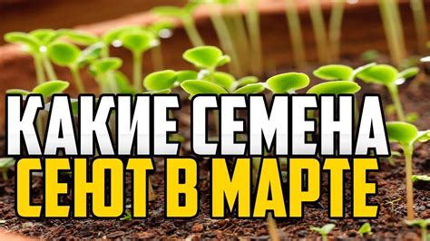 Какие семена сеют в марте - YouTube