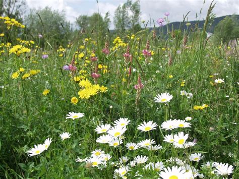 Grassland Ecosystem Plants