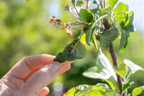 Folhas doentes e retorcidas de árvores frutíferas uma colônia de