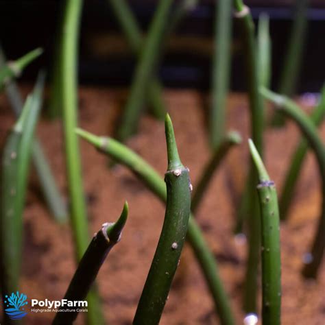 Rhizophora Mangle Rote Mangrove Samen Polypfarm