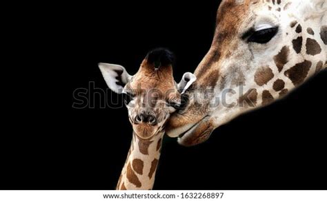 9,904 Giraffe Family Stock Photos, Images & Photography | Shutterstock