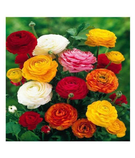 Ranunculus Asiaticus Flower Seeds Pack Of Seeds Buy Ranunculus