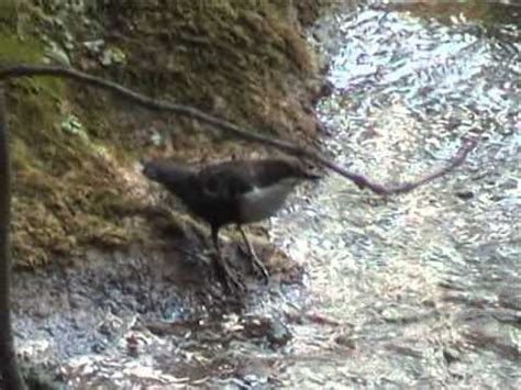 Cincle Plongeur White Throated Dipper Youtube