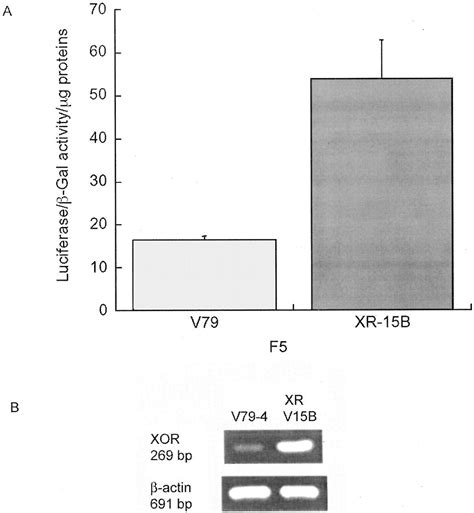 Characterization Of Proteins Binding To E Box Ku86 Sites And Function Of Ku86 In Transcriptional