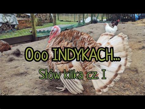 hodowla O INDYKACH słów kilka YouTube