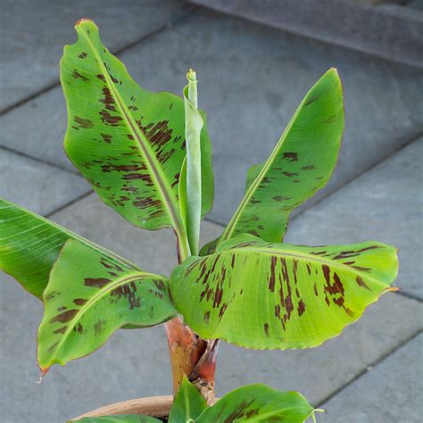 Musa acuminata ‘Tropicana’ - Dwarf Ornamental Banana | White Flower Farm