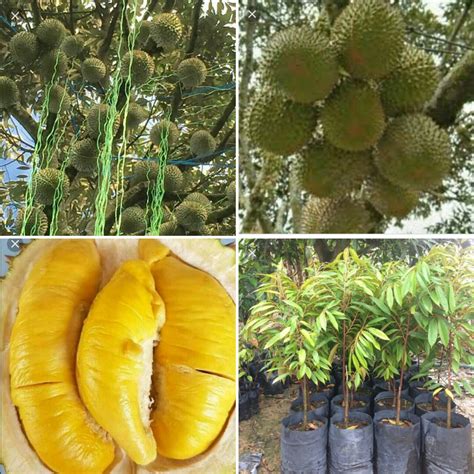 Bonsai Anak Pokok Durian Musang King D197 Lazada