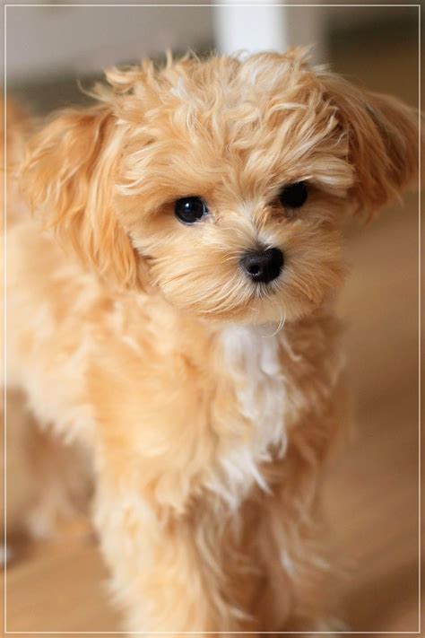 Maltipoo ~ Maltese/Poodle Mix | Puppies, Cute dogs, Poodle mix puppies