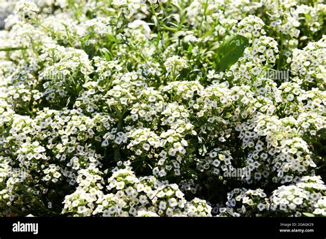 Showy Flower Bed Background Stock Photo Alamy