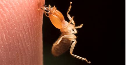 Are Termites Harmful To Humans And How Does Termites Threaten Our Health Treebark Termite And